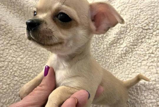 Štenci EKSTRA mini čivave image 3