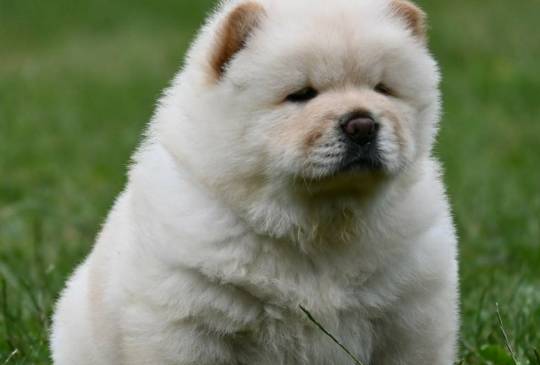 Chow Chow Cau Cau Čau Čau image 1