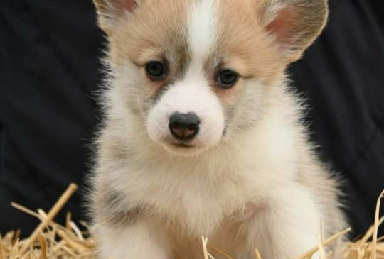 Velski korgi/Welsh Corgi Pembroke image 1