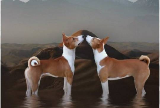 Basenji (Basendži) štenci crveno-beli i image 3