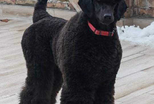 Vrhunsko leglo VELIKIH PUDLI image 3