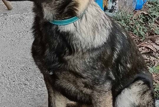 Nemački ovčar štenci image 4