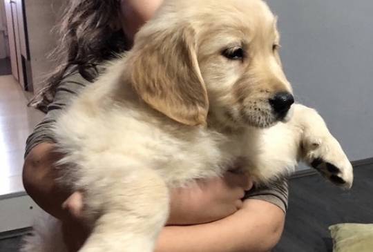 Zlatni retriver 3nnn image 4