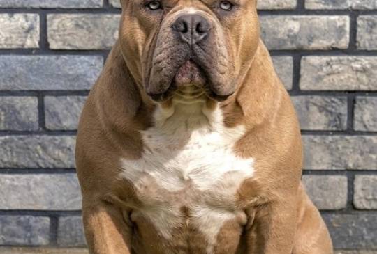 American bully XL / XXL image 4