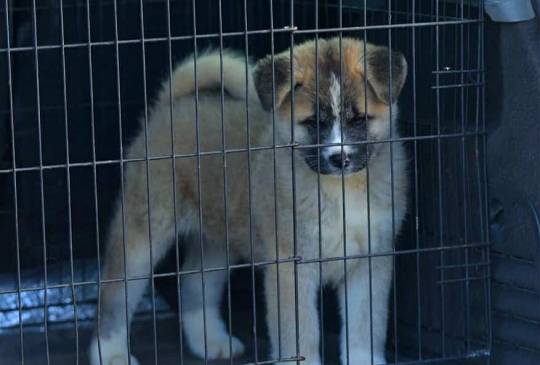 Američka Akita image 4