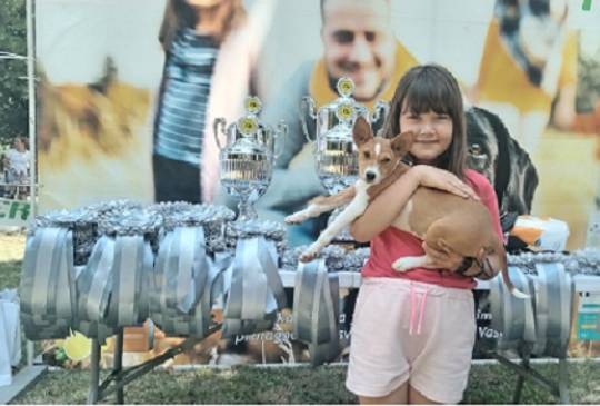 BASENJI štenci image 4