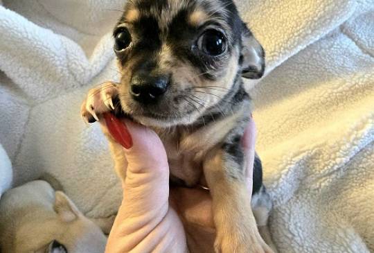 Štenci EKSTRA mini čivave image 4