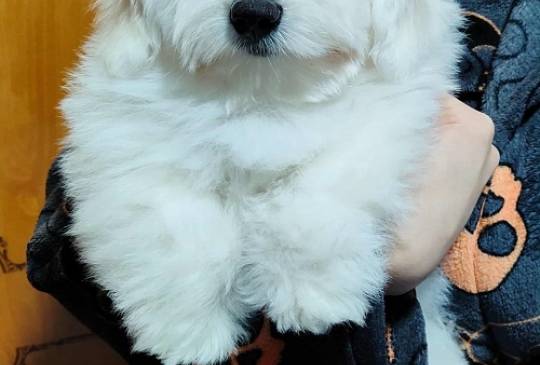 Coton de Tulear image 4