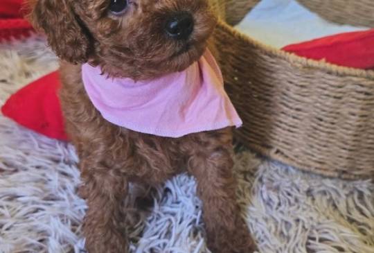 Preslatki štenci CRVENE TOY PUDLE image 4