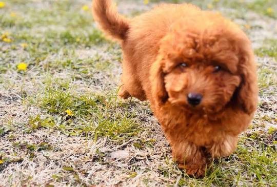 Crvena patuljasta pudla image 4