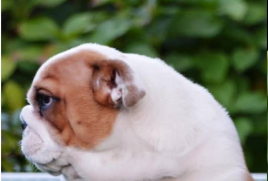 Engleski Buldog image 4