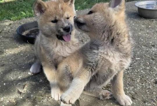 Japanska Akita, štenci image 4