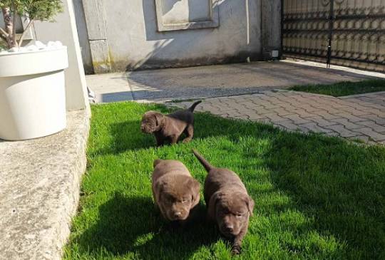 Štenci čokoladnog labradora image 4