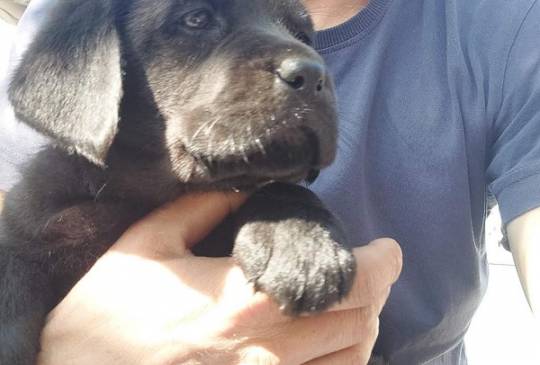 LABRADOR retriver, štenci šampionskog po image 4