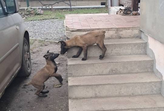 Belgijski ovčar Malinoa image 4