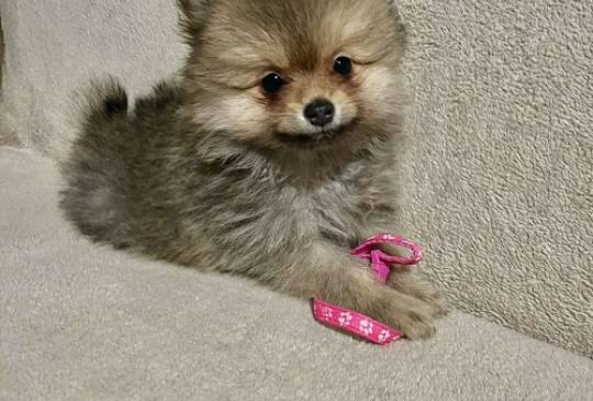 Pomeranac, prelepi štenci image 4