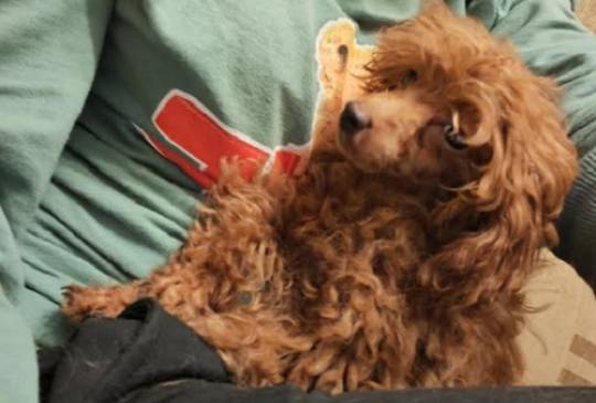 Crvena toy pudla image 4