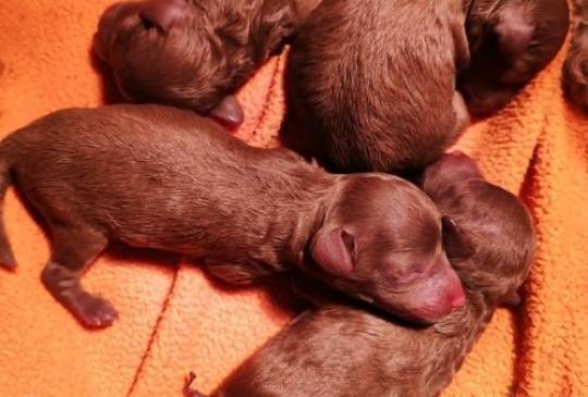 Crvena toy pudla image 4