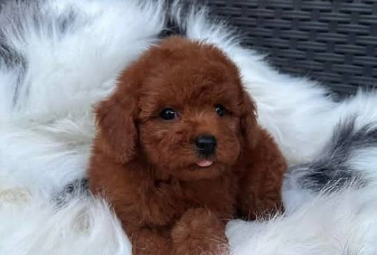 Crvena toy pudla image 4