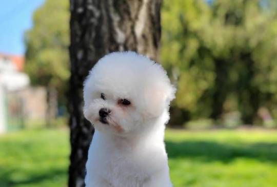 Kovrdžavi Bišon prelepi štenci image 2