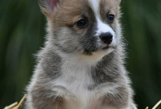 Velski korgi/Welsh Corgi Pembroke image 4