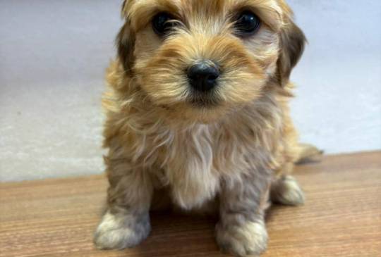 Havanski Bišon prelepi štenci image 6