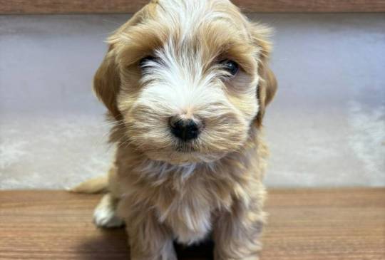 Havanski Bišon prelepi štenci image 4