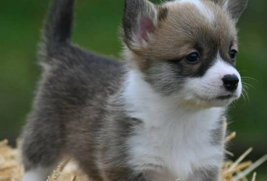 Velski korgi/Welsh Corgi Pembroke image 2