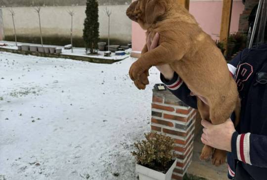 Bordoška doga štenci image 3