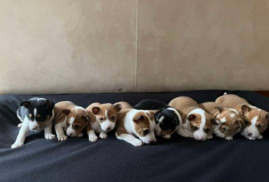 Basenji (Basendži) štenci crveno-beli i image 4