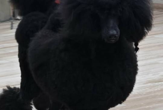 Vrhunsko leglo VELIKIH PUDLI image 4