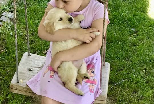 Zlatni retriver 3nnn image 5