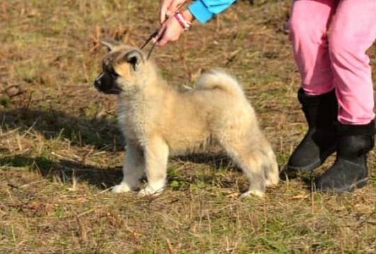 Američka Akita image 5