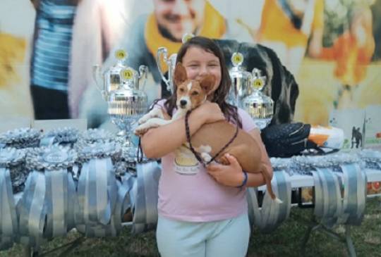 BASENJI štenci image 3