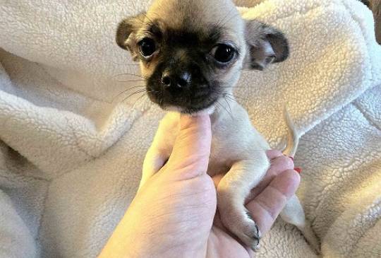 Štenci EKSTRA mini čivave image 5