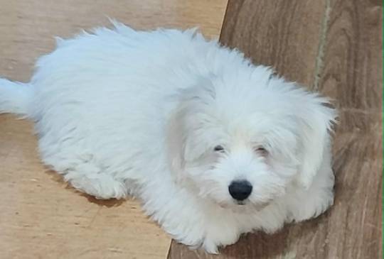 Coton de Tulear image 5