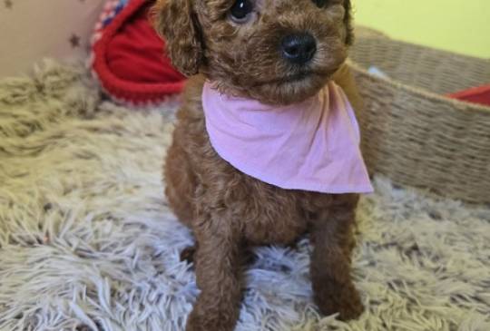 Preslatki štenci CRVENE TOY PUDLE image 5