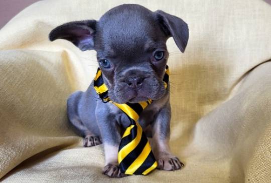 Francuski Bulldog štenci exotik boja image 5