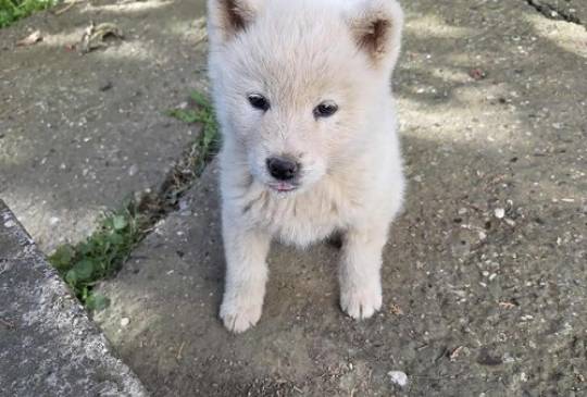 Japanska Akita, štenci image 5