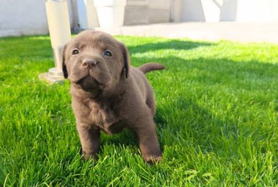 Štenci čokoladnog labradora image 5