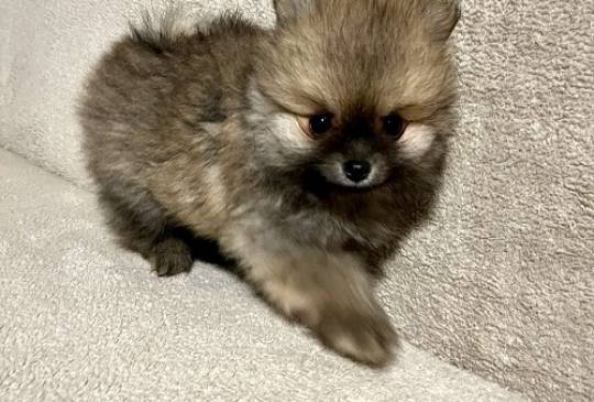 Pomeranac, prelepi štenci image 5