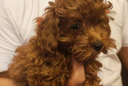 Crvena toy pudla image 5