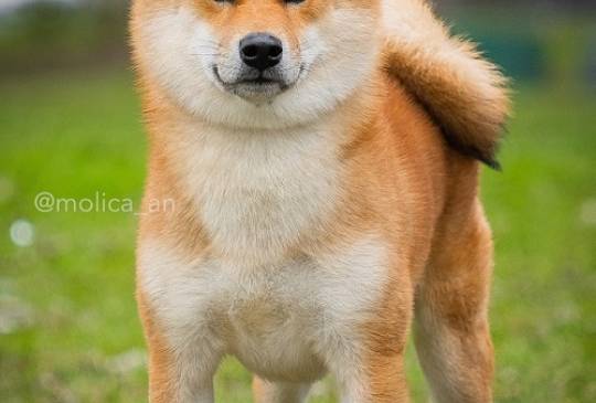 Šiba Inu štenci image 5