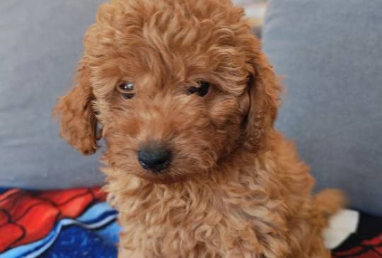 Crvena toy pudla image 5