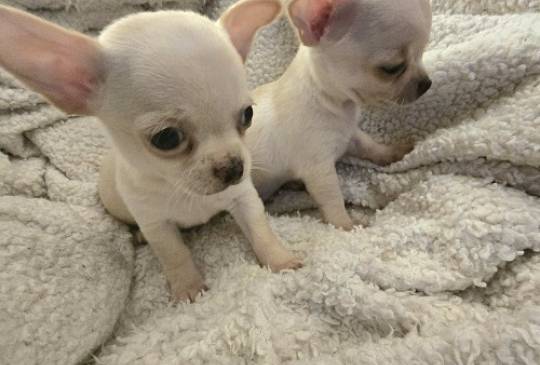 Štenci EKSTRA mini čivave image 5