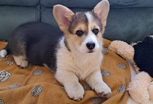 Velški Korgi Pembrok trikolor image 6