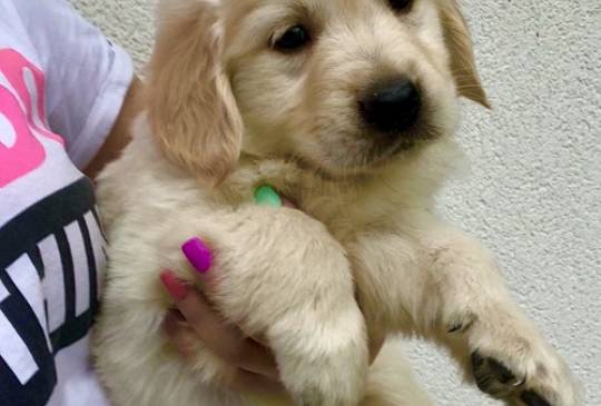 Zlatni retriver 3nnn image 6