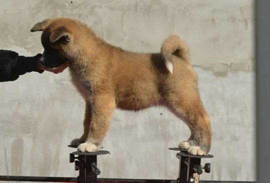 Američka Akita image 6