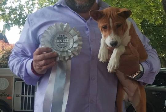 BASENJI štenci image 5