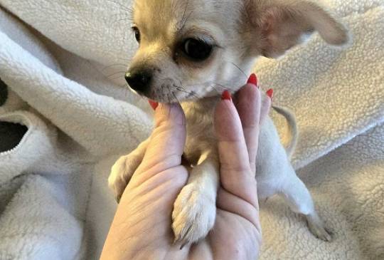 Štenci EKSTRA mini čivave image 6